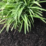 Garden Mulch 1.jpg