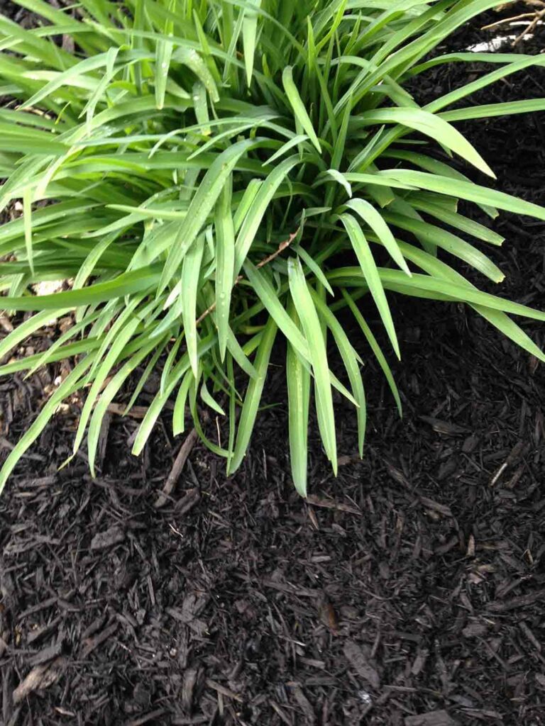 Daylily leaves in garden bed of mulch