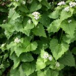 Garlic Mustard 1.jpg
