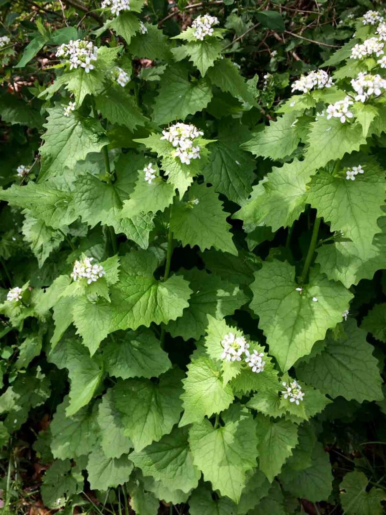 Alliaria petiolata wild flower plant (Garden Mustard)