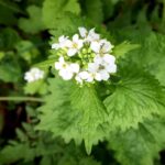 Garlic Mustard Blossoms 1.jpg