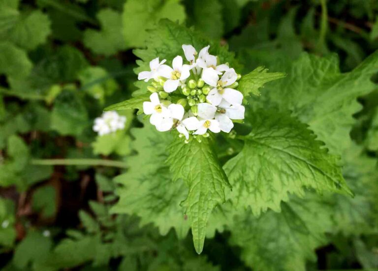 Garden Mustard (Alliaria petiolata) Blossoms