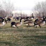 Geese Field 1.jpg