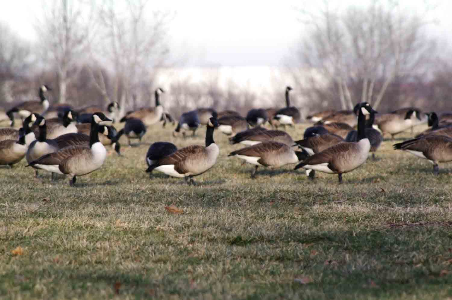 Geese Field 1.jpg