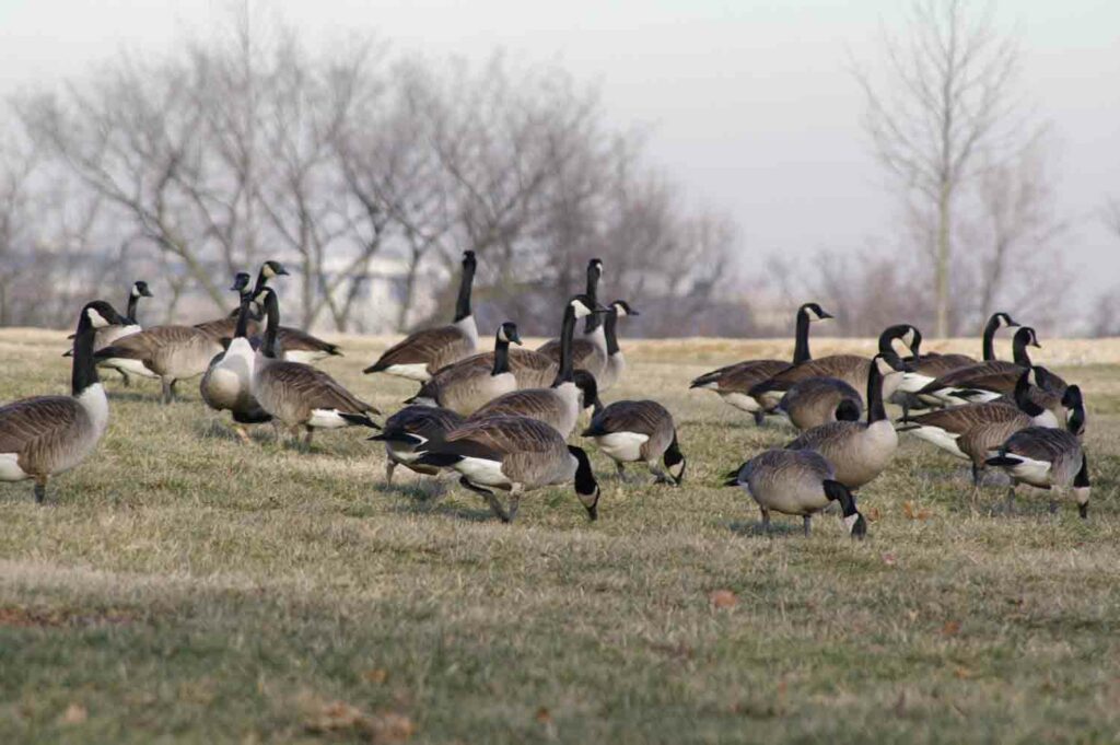 Geese Field Winter 1.jpg
