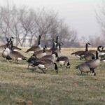 Geese Field Winter 1.jpg