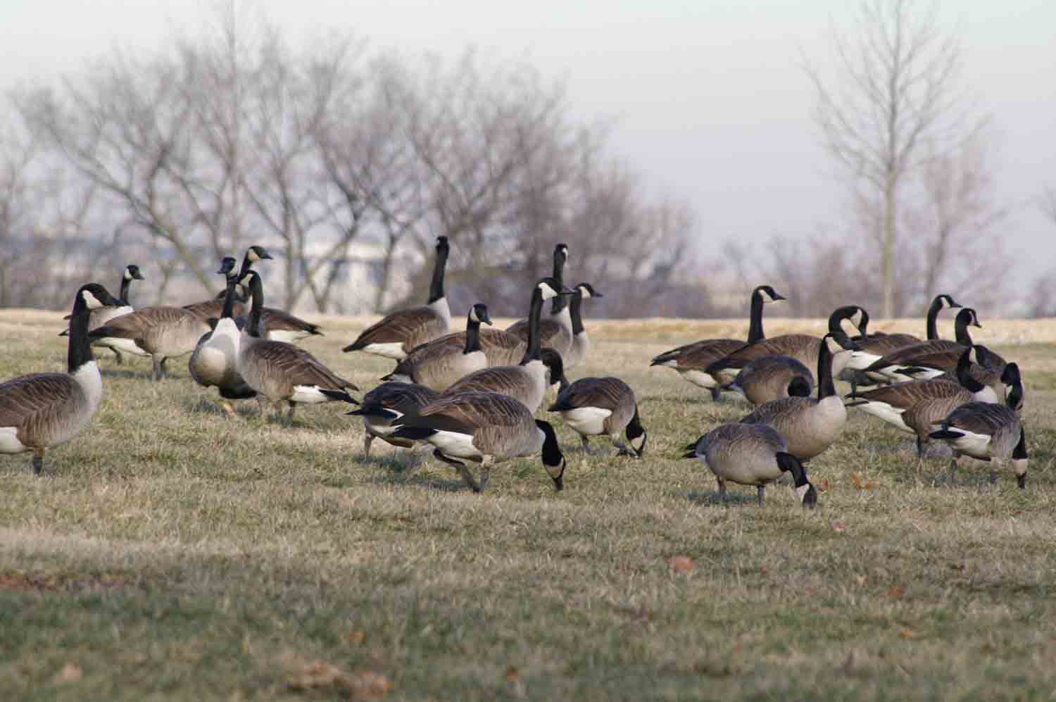 Geese Field Winter 1.jpg