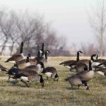 Geese Field2 1.jpg