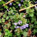 Glechoma Hederacea Ground Ivy 1.jpg