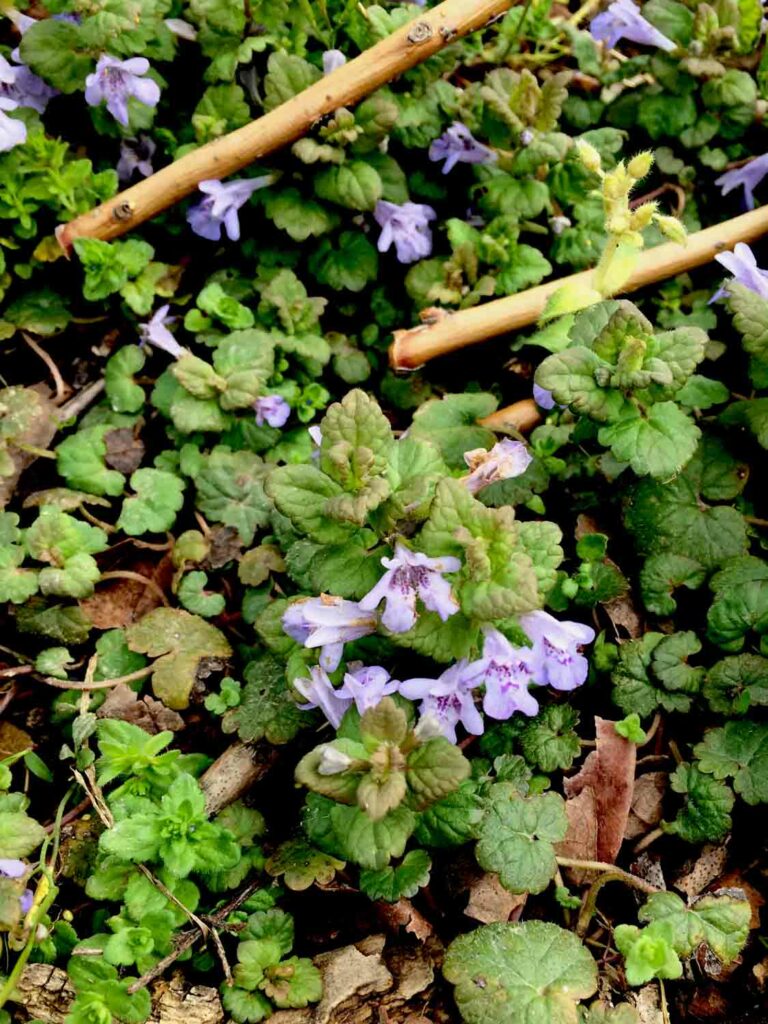 Glechoma Hederacea Ground Ivy royalty free stock photo