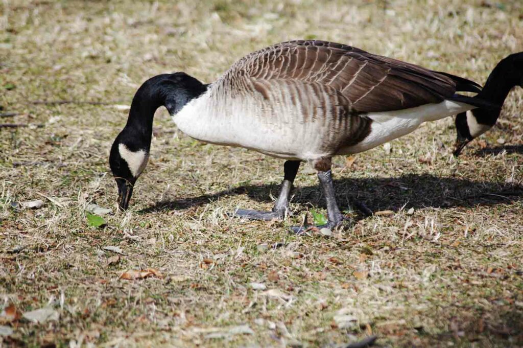 Goose Pv1 1.jpg
