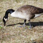 Goose Pv1 1.jpg