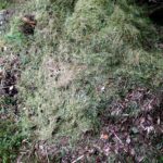 Grass Clippings Compost Pile 1.jpg