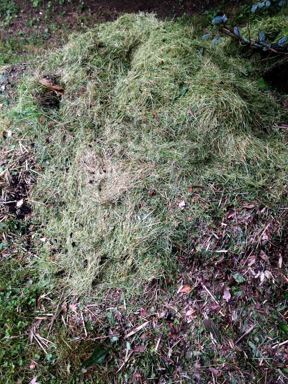 Grass Clippings Compost Pile 1.jpg