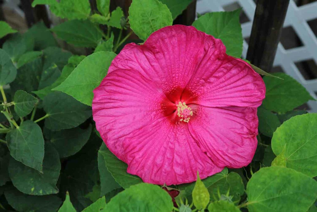 Hibiscus 1.jpg