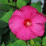 Hibiscus 1.jpg