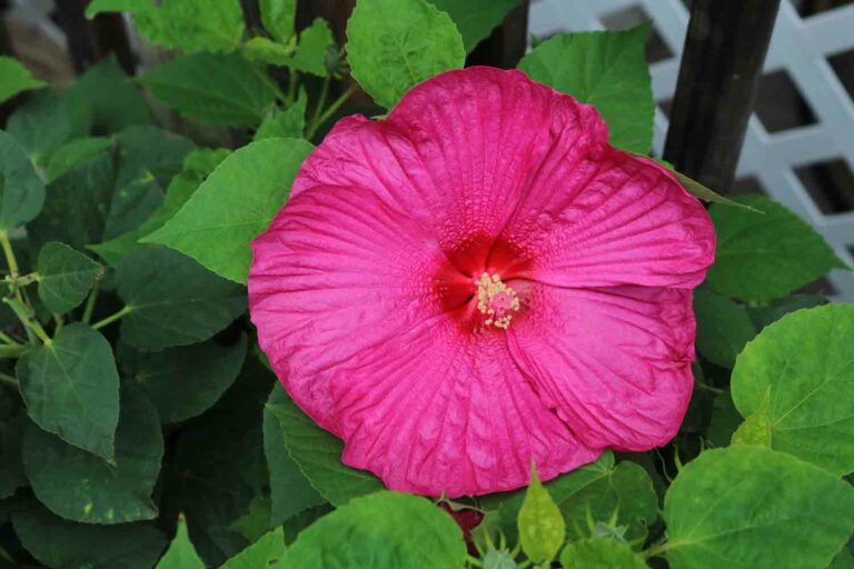 Bright Pink Hibiscus Flower