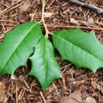 Holly Leaves Branch 1.jpg