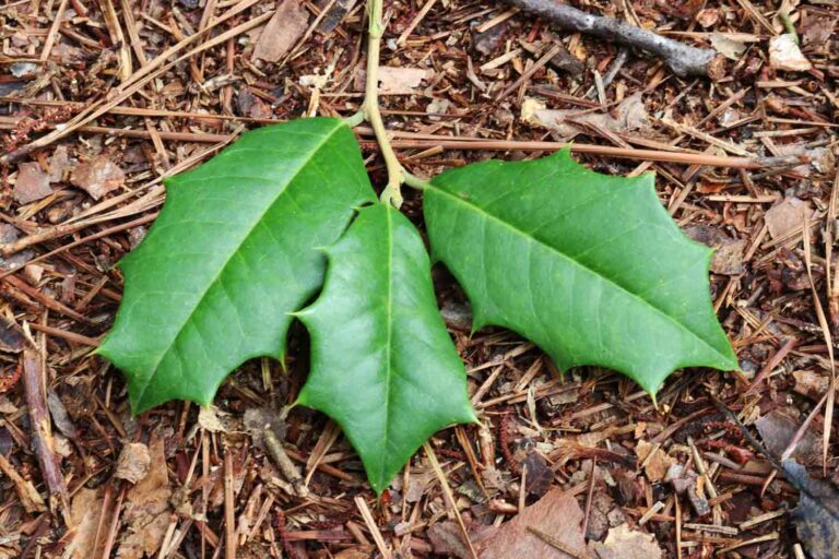 Three Green Holly Leaves on a Branch on the Ground