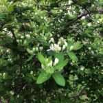 Honeysuckle 1.jpg