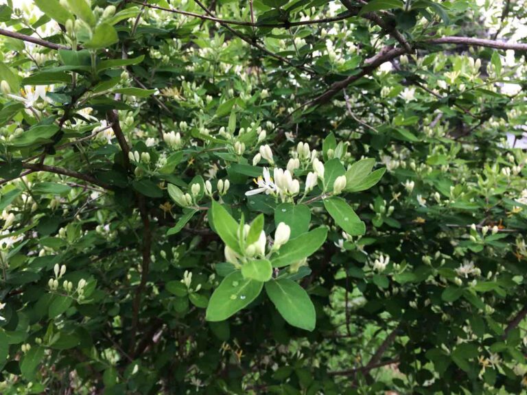Honeysuckle Plant With White Blossom Flowers