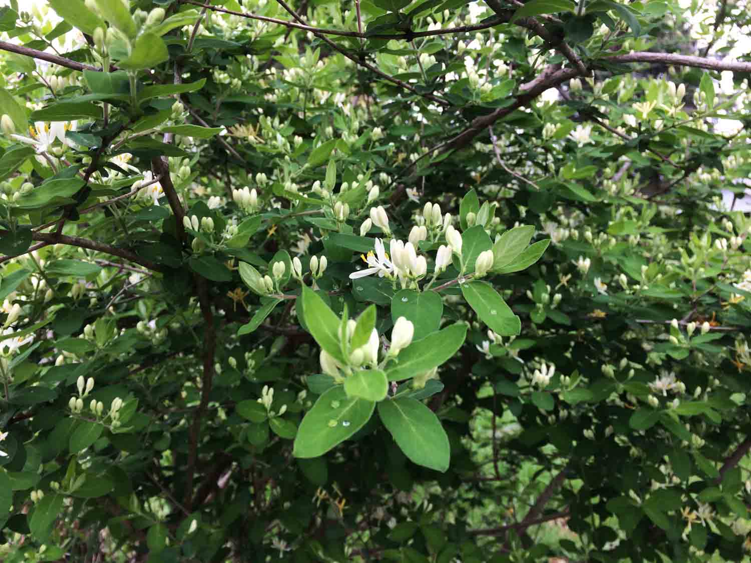 Honeysuckle 1.jpg