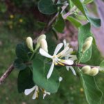 Honeysuckle Blossom 1.jpg