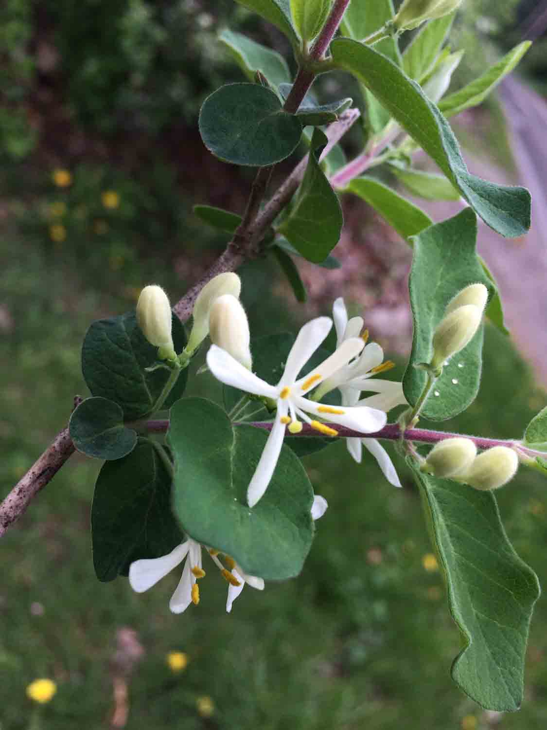 Honeysuckle Blossom 1.jpg