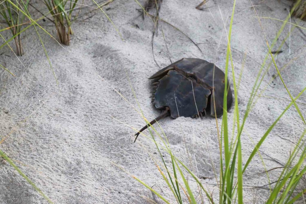Horseshoe Crab 1.jpg