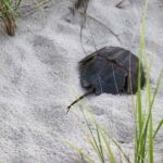 Horseshoe Crab 1.jpg