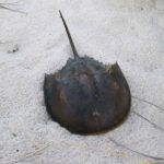 Horseshoe Crab 2 1.jpg