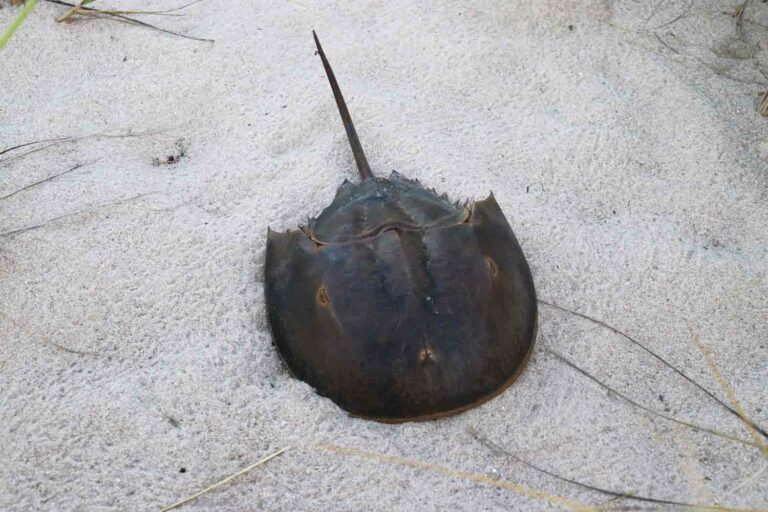 Horseshoe Crab in the sand at the ocean
