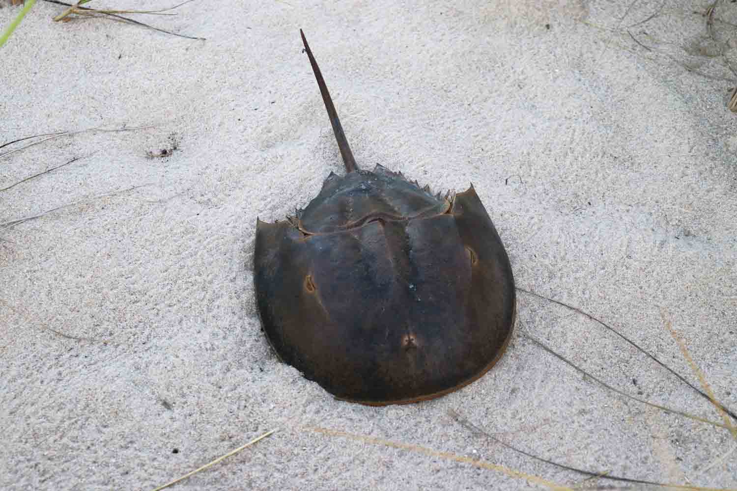 Horseshoe Crab 2 1.jpg