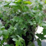 Houseplant 1.jpg