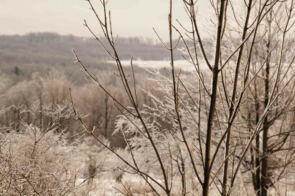 Ice Covered Branches 1.jpg