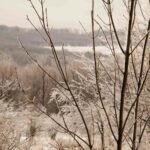 Ice Covered Branches 1.jpg