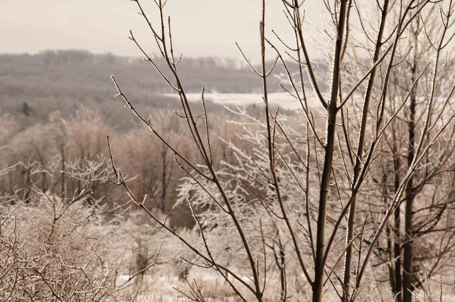 Ice Covered Branches 1.jpg