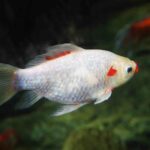 Koi Fish1 1.jpg