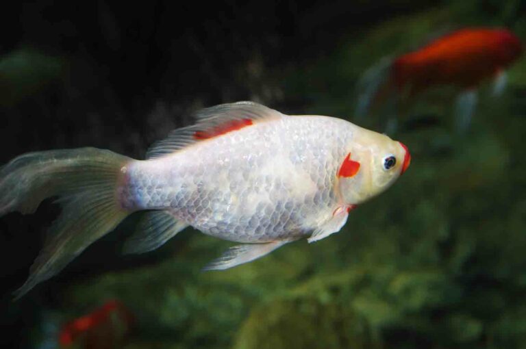 White Koi Gold Fish Stock Photo