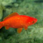 Koi Goldfish 1.jpg