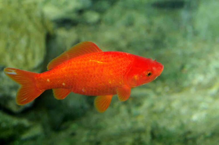 Orange Red Koi Goldfish Stock Photo