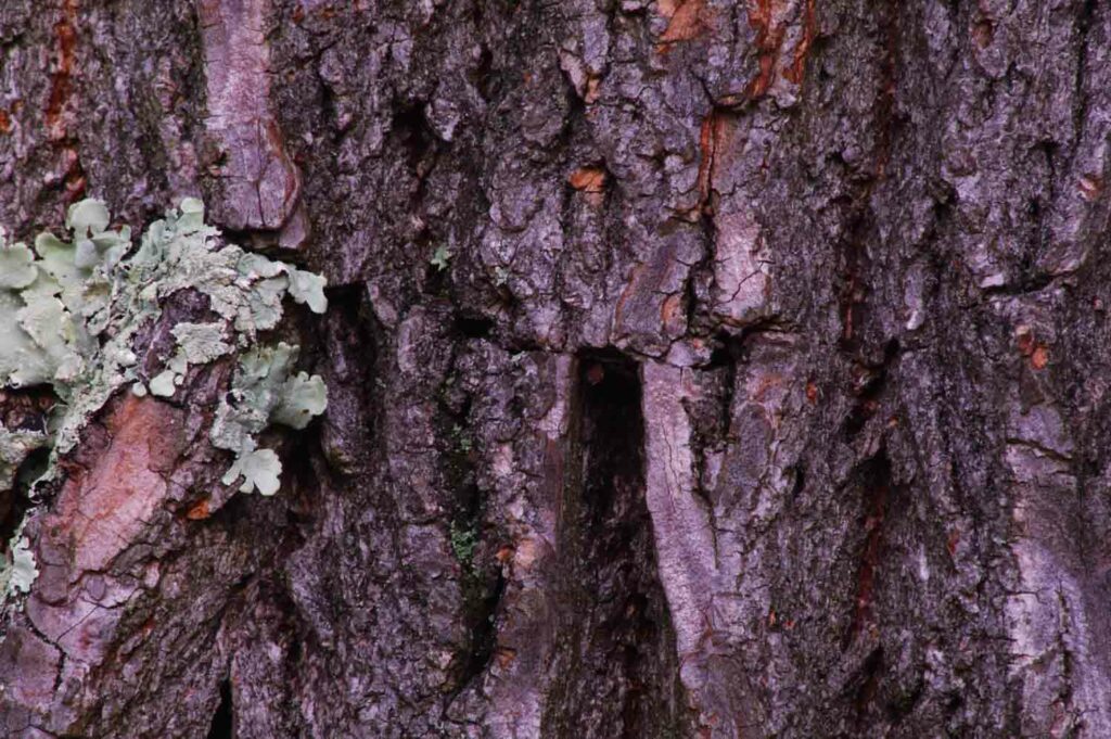 Lichen On Tree Bark 1.jpg