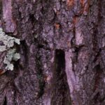 Lichen On Tree Bark 1.jpg