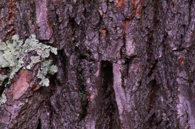 Lichen Growing on Tree Bark Texture