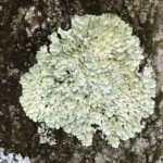 Lichen Treebark Iv 1.jpg