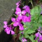 Lunaria Annua 1.jpg