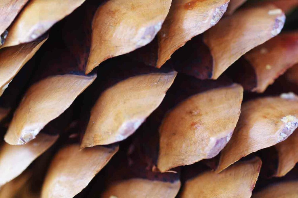 Macro Pinecone 1.jpg