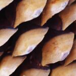 Macro Pinecone 1.jpg