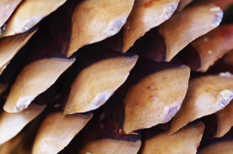 Macro Pine Cone Texture