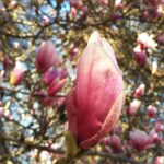Magnolia Blossom Closed 1.jpg